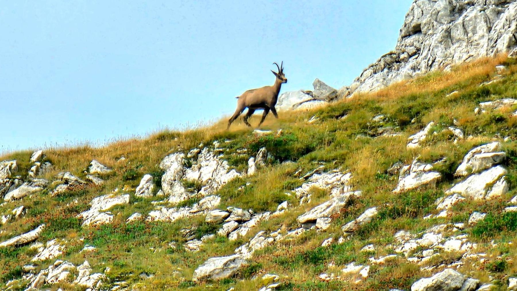 Magic Mountain Villa Žabljak Buitenkant foto